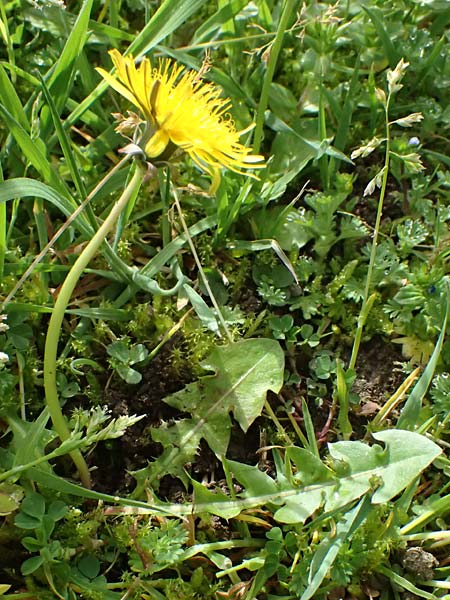 Taraxacum clemens \ Gn�diger L�wenzahn / Merciful Dandelion, D Bietigheim (Baden) 8.4.2024