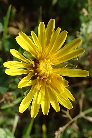 Taraxacum clemens \ Gn�diger L�wenzahn / Merciful Dandelion, D Bietigheim (Baden) 8.4.2024