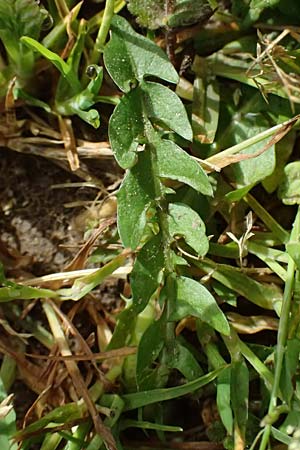 Taraxacum clemens \ Gn�diger L�wenzahn / Merciful Dandelion, D Bietigheim (Baden) 8.4.2024