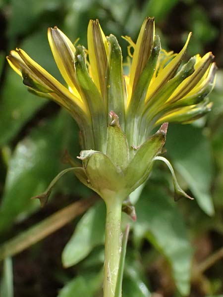Taraxacum clemens \ Gn�diger L�wenzahn / Merciful Dandelion, D Bietigheim (Baden) 8.4.2024