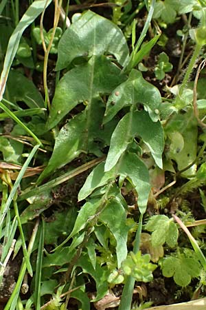 Taraxacum clemens \ Gn�diger L�wenzahn / Merciful Dandelion, D Bietigheim (Baden) 8.4.2024