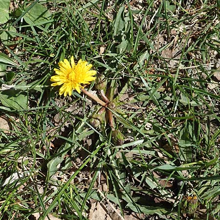 Taraxacum udum agg. \ Flutrasen-Lwenzahn, D Konstanz 24.4.2018