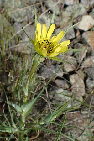 Tragopogon dubius / Goat's-Beard, D Mannheim 19.5.2021