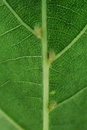 Tilia x euchlora / Caucasian Lime, D Mannheim 18.6.2021