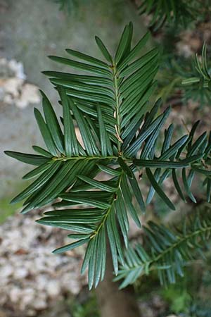 Taxus baccata \ Eibe / Yew, D Bad D&uuml;rkheim 23.2.2025