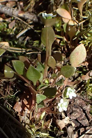 Claytonia perfoliata \ Gewhnliches Tellerkraut, Kuba-Spinat / Miner's Lettuce, D Mannheim 4.4.2025
