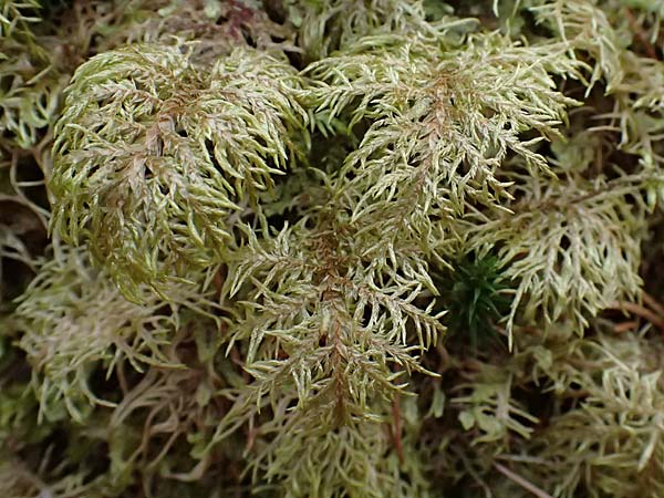Thuidium tamariscinum / Delicate Fern Moss, D Wagenschwend 15.3.2025