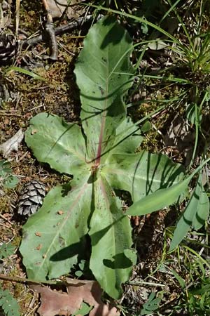 Trommsdorffia maculata / Spotted Cat's-Ear, D Eiersheim 31.5.2025