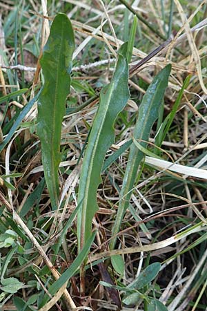 Taraxacum sect. Palustria ? / Marsh Dandelion, D Garmisch-Partenkirchen 2.5.2019