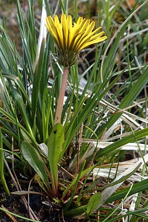 Taraxacum turfosum / Peat Dandelion, D Garmisch-Partenkirchen 2.5.2019