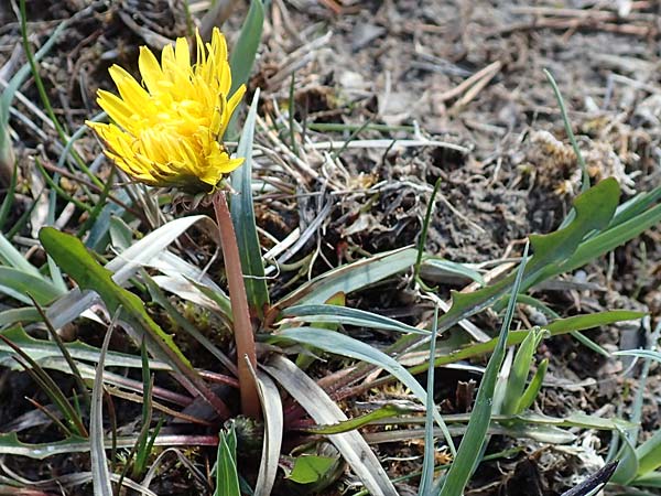 Taraxacum turfosum / Peat Dandelion, D Garmisch-Partenkirchen 2.5.2019