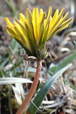 Taraxacum turfosum / Peat Dandelion, D Garmisch-Partenkirchen 2.5.2019