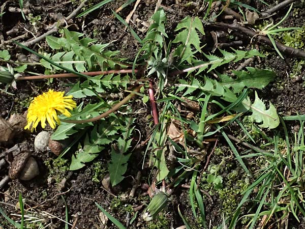 Taraxacum sp.aff. disseminatum / Unequal-Toothed Dandelion, D Karlsruhe 5.4.2024
