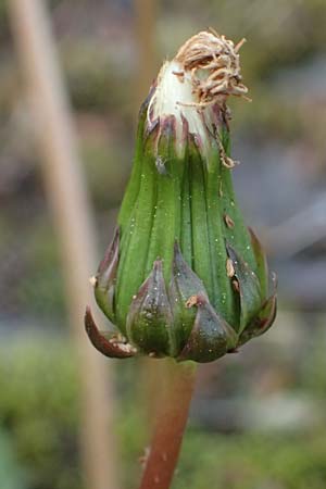 Taraxacum pollichii \ Pollichs Lwenzahn, D  8.4.2024