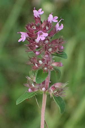 Thymus pulegioides \ Arznei-Thymian, Gemeiner Thymian / Large Thyme, D Trennfurt 30.8.2025