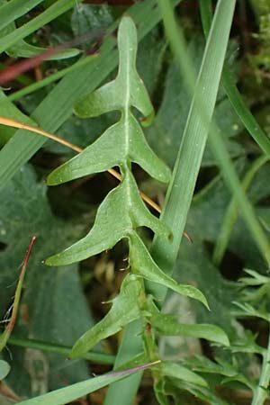 Taraxacum rubicundum / Reddened Dandelion, D Annweiler 9.5.2024