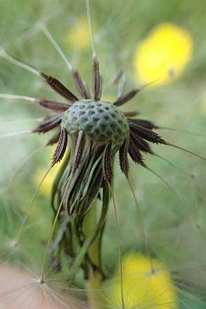 Taraxacum rubicundum / Reddened Dandelion, D Annweiler 9.5.2024