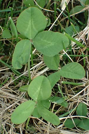 Trifolium repens \ Wei-Klee, Weiklee, D Bad Camberg 4.5.2025