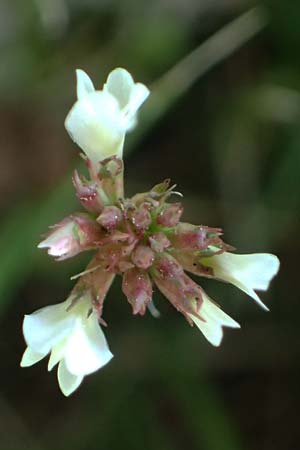 Trifolium repens \ Wei-Klee, Weiklee, D Bad Camberg 4.5.2025