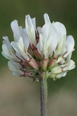 Trifolium repens \ Wei-Klee, Weiklee, D Bad Camberg 4.5.2025