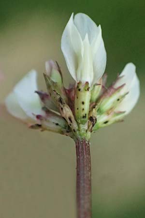 Trifolium repens \ Wei-Klee, Weiklee, D Bad Camberg 4.5.2025