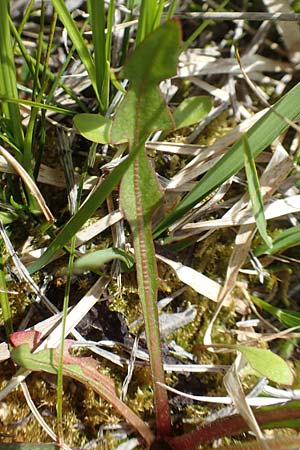 Taraxacum turfosum / Peat Dandelion, D Mittenwald 2.5.2019