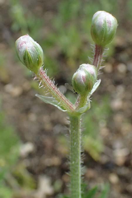 Turgenia latifolia \ Breitblttrige Haftdolde / Greater Bur Parsley, D Botan. Gar.  Universit.  Ulm 26.5.2025