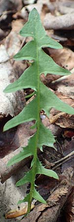 Taraxacum sect. Erythrosperma ? / Lesser Dandelion, D Mannheim 23.4.2018
