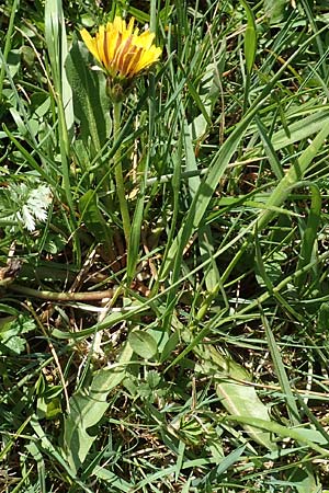 Taraxacum hollandicum \ Hollndischer Sumpf-Lwenzahn / Dutch Marsh Dandelion, D Konstanz 24.4.2018