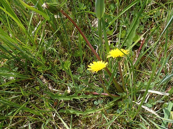 Taraxacum hollandicum \ Hollndischer Sumpf-Lwenzahn / Dutch Marsh Dandelion, D Schwaigen-Hinterbraunau 2.5.2019