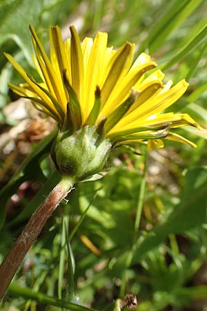 Taraxacum hollandicum \ Hollndischer Sumpf-Lwenzahn / Dutch Marsh Dandelion, D Schwaigen-Hinterbraunau 2.5.2019