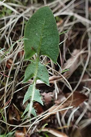 Taraxacum sp.aff. disseminatum / Unequal-Toothed Dandelion, D Karlsruhe 23.4.2025