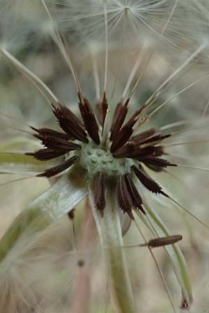 Taraxacum sp.aff. disseminatum / Unequal-Toothed Dandelion, D Karlsruhe 23.4.2025