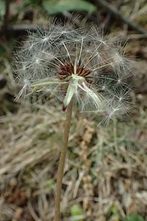 Taraxacum sp.aff. disseminatum / Unequal-Toothed Dandelion, D Karlsruhe 23.4.2025
