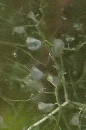 Utricularia inflata \ Aufgeblasener Wasserschlauch / Swollen Bladderwort, D Babensham 8.8.2014