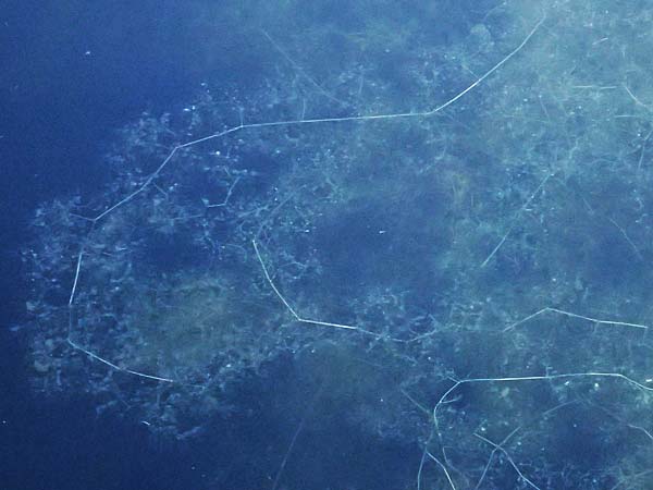 Utricularia inflata \ Aufgeblasener Wasserschlauch / Swollen Bladderwort, D Babensham 8.8.2014