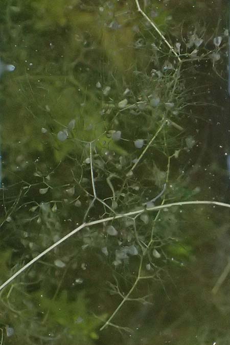 Utricularia inflata \ Aufgeblasener Wasserschlauch / Swollen Bladderwort, D Babensham 8.8.2014