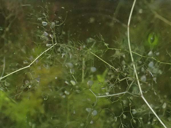 Utricularia inflata \ Aufgeblasener Wasserschlauch / Swollen Bladderwort, D Babensham 8.8.2014
