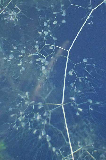Utricularia inflata \ Aufgeblasener Wasserschlauch / Swollen Bladderwort, D Babensham 8.8.2014