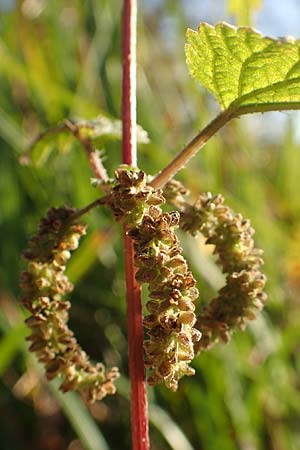 Urtica kioviensis \ R&ouml;hricht-Brenn-Nessel, Ukrainische Brenn-Nessel / Kievan Nettle, D Berlin-Charlottenburg 30.10.2017
