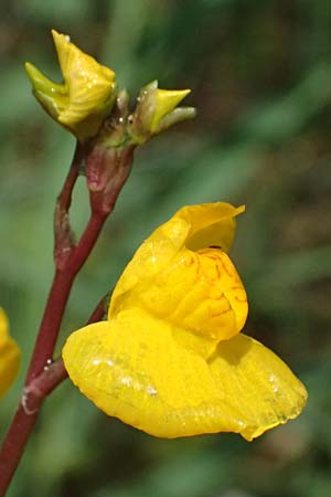 Utricularia neglecta \ Verkannter Wasserschlauch / Bladderwort, D R&ouml;merberg 29.6.2024