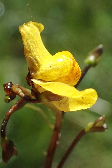 Utricularia stygia \ Dunkelgelber Wasserschlauch / Northern Bladderwort, Arctic Bladderwort, D Oberpfalz,  Roding 12.8.2024