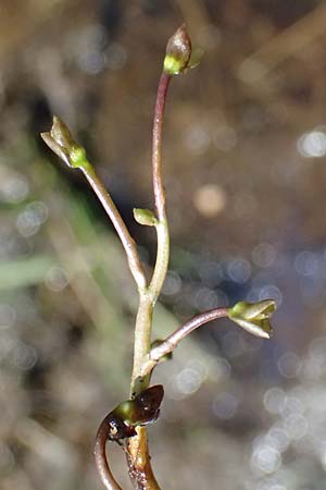Utricularia stygia \ Dunkelgelber Wasserschlauch / Northern Bladderwort, Arctic Bladderwort, D Oberpfalz,  Roding 12.8.2024