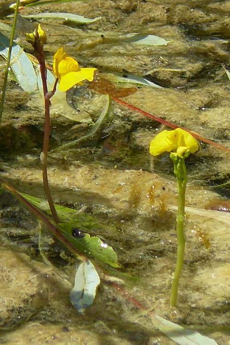 Utricularia tenuicaulis \ Japanischer Wasserschlauch / Japanese Bladderwort, D Römerberg 29.6.2024