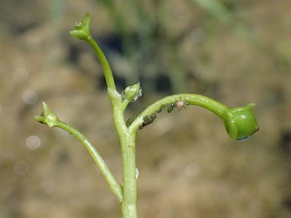 Utricularia tenuicaulis \ Japanischer Wasserschlauch / Japanese Bladderwort, D Römerberg 15.7.2024