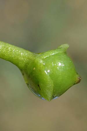 Utricularia tenuicaulis \ Japanischer Wasserschlauch / Japanese Bladderwort, D Römerberg 15.7.2024