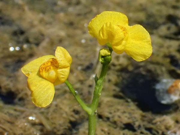 Utricularia tenuicaulis \ Japanischer Wasserschlauch / Japanese Bladderwort, D Römerberg 15.7.2024