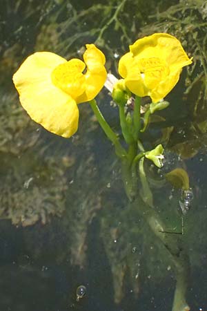Utricularia tenuicaulis \ Japanischer Wasserschlauch / Japanese Bladderwort, D Römerberg 15.7.2024