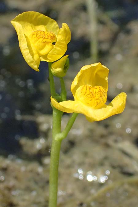 Utricularia tenuicaulis \ Japanischer Wasserschlauch / Japanese Bladderwort, D Römerberg 15.7.2024