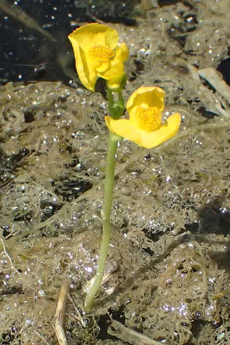 Utricularia tenuicaulis \ Japanischer Wasserschlauch / Japanese Bladderwort, D Römerberg 15.7.2024